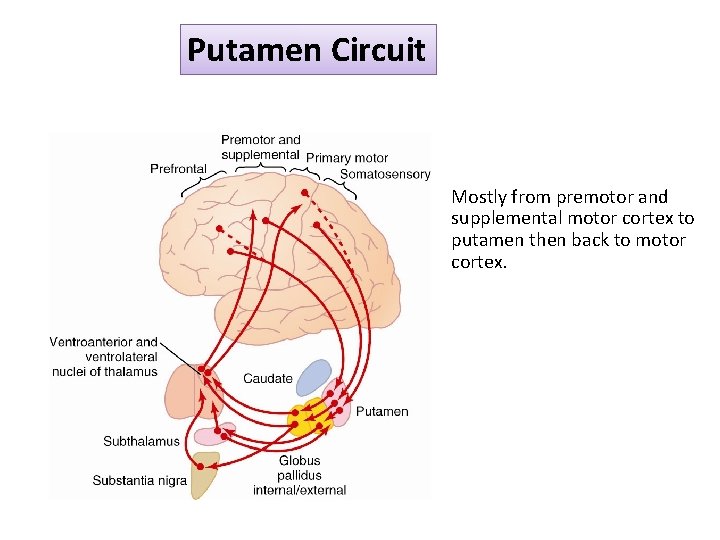 Putamen Circuit Mostly from premotor and supplemental motor cortex to putamen then back to