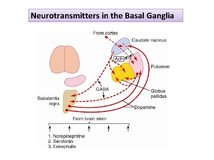 Neurotransmitters in the Basal Ganglia 