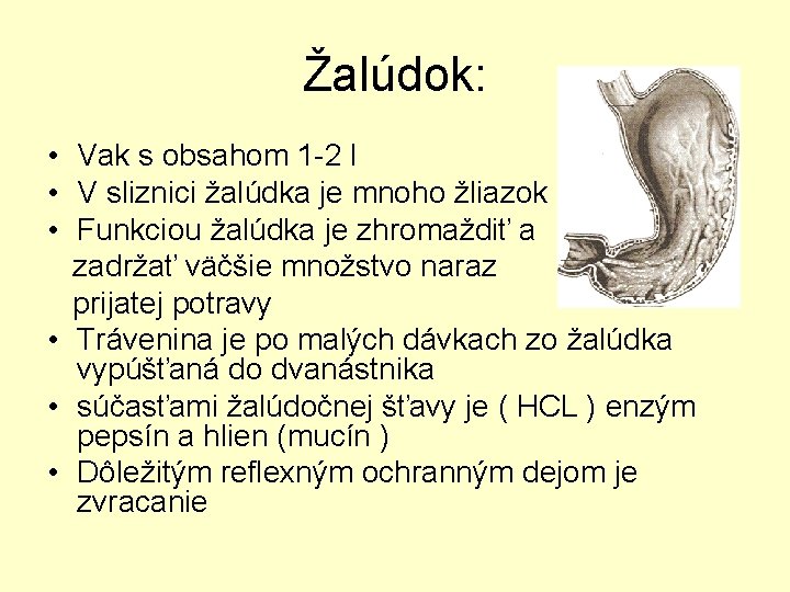 Žalúdok: • Vak s obsahom 1 -2 l • V sliznici žalúdka je mnoho