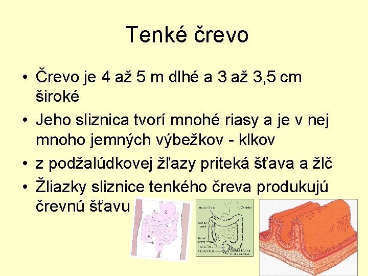 Tenké črevo • Črevo je 4 až 5 m dlhé a 3 až 3,