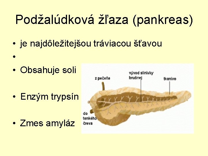 Podžalúdková žľaza (pankreas) • je najdôležitejšou tráviacou šťavou • • Obsahuje soli • Enzým