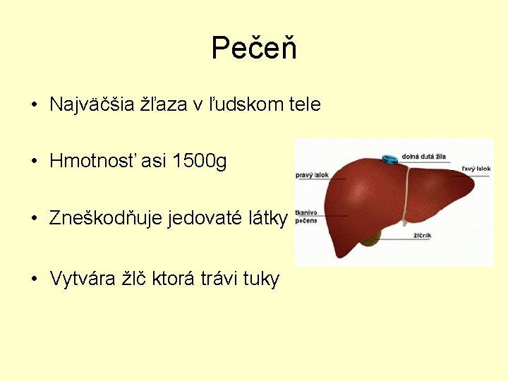 Pečeň • Najväčšia žľaza v ľudskom tele • Hmotnosť asi 1500 g • Zneškodňuje