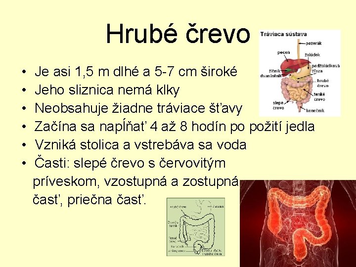 Hrubé črevo • • • Je asi 1, 5 m dlhé a 5 -7