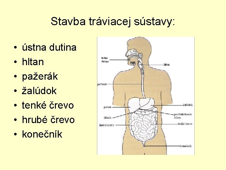 Stavba tráviacej sústavy: • • ústna dutina hltan pažerák žalúdok tenké črevo hrubé črevo