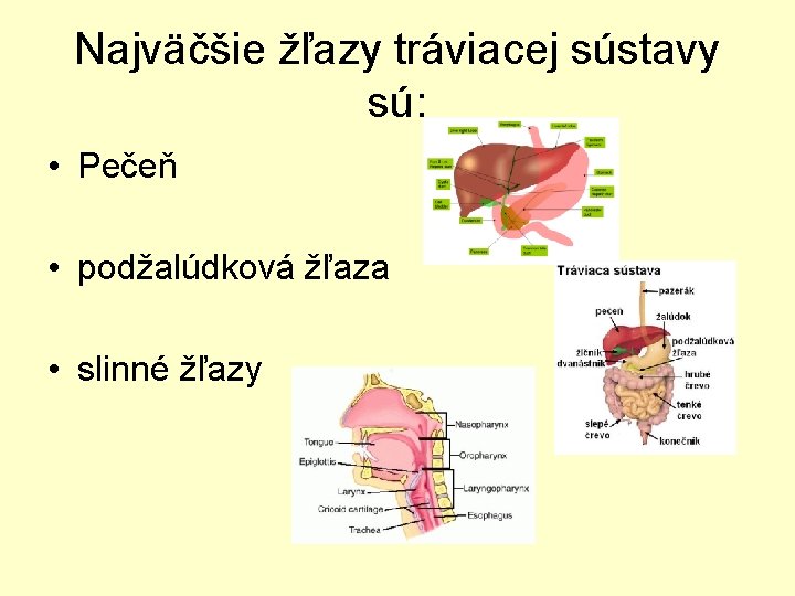 Najväčšie žľazy tráviacej sústavy sú: • Pečeň • podžalúdková žľaza • slinné žľazy 