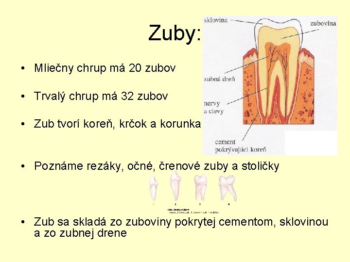 Zuby: • Mliečny chrup má 20 zubov • Trvalý chrup má 32 zubov •