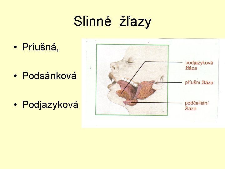 Slinné žľazy • Príušná, • Podsánková • Podjazyková 