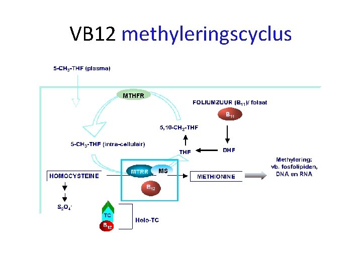 VB 12 methyleringscyclus 