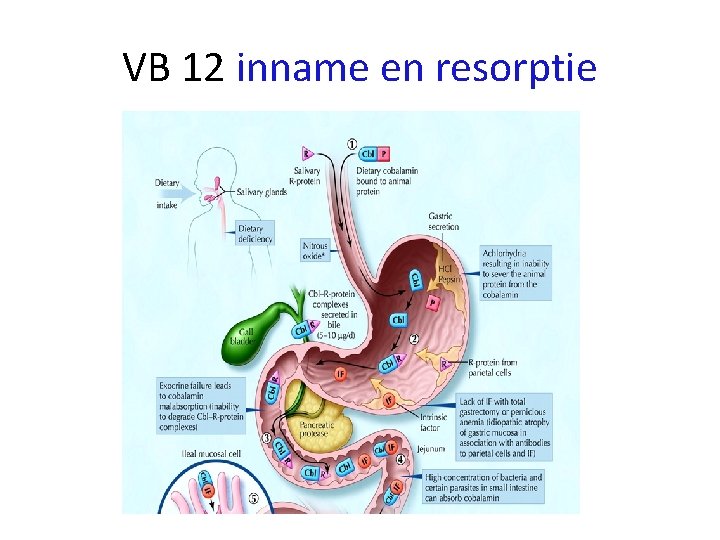 VB 12 inname en resorptie 