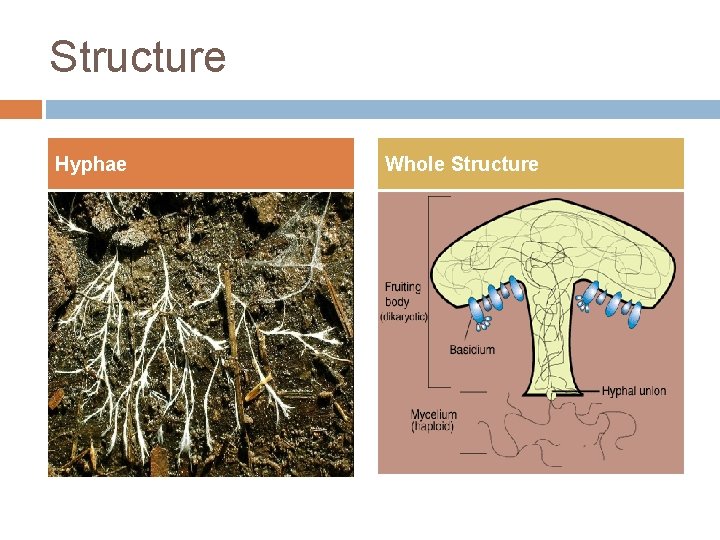 Structure Hyphae Whole Structure 