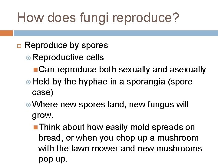 How does fungi reproduce? Reproduce by spores Reproductive cells Can reproduce both sexually and