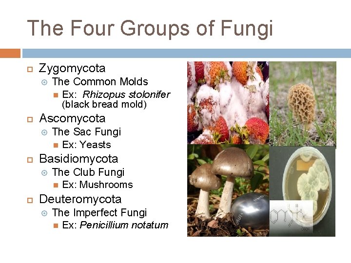 The Four Groups of Fungi Zygomycota Ascomycota The Sac Fungi Ex: Yeasts Basidiomycota The