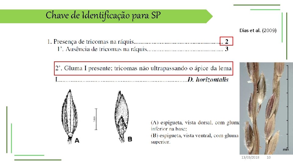 Chave de Identificação para SP Dias et al. (2009) 13/03/2018 10 