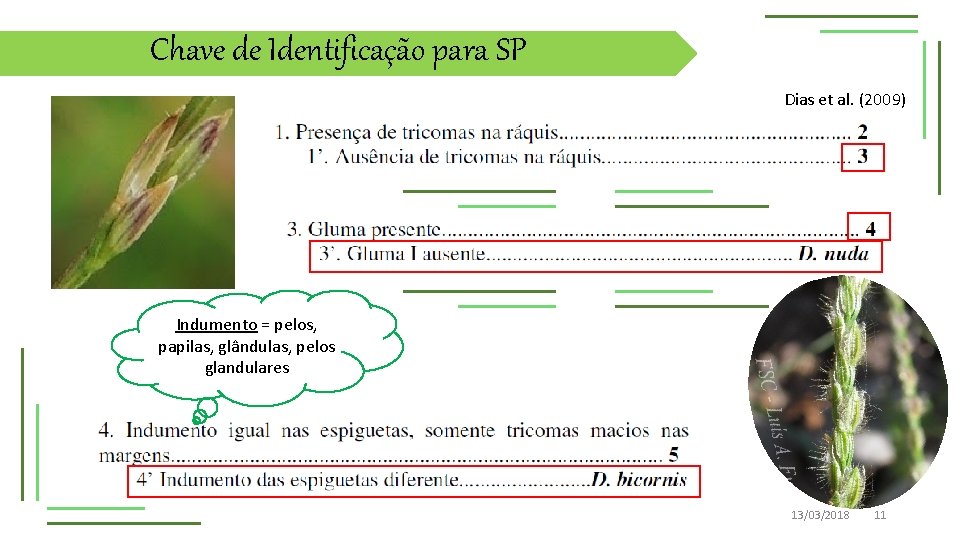 Chave de Identificação para SP Dias et al. (2009) Indumento = pelos, papilas, glândulas,