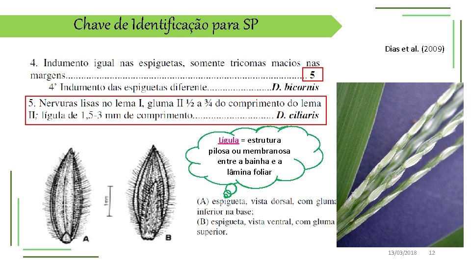 Chave de Identificação para SP Dias et al. (2009) Lema Lígula = brácteas =