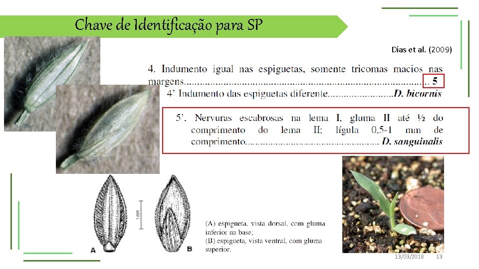 Chave de Identificação para SP Dias et al. (2009) 13/03/2018 13 