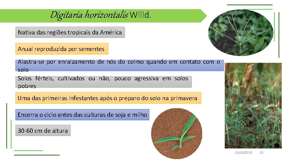 Digitaria horizontalis Willd. Nativa das regiões tropicais da América Anual reproduzida por sementes Alastra-se