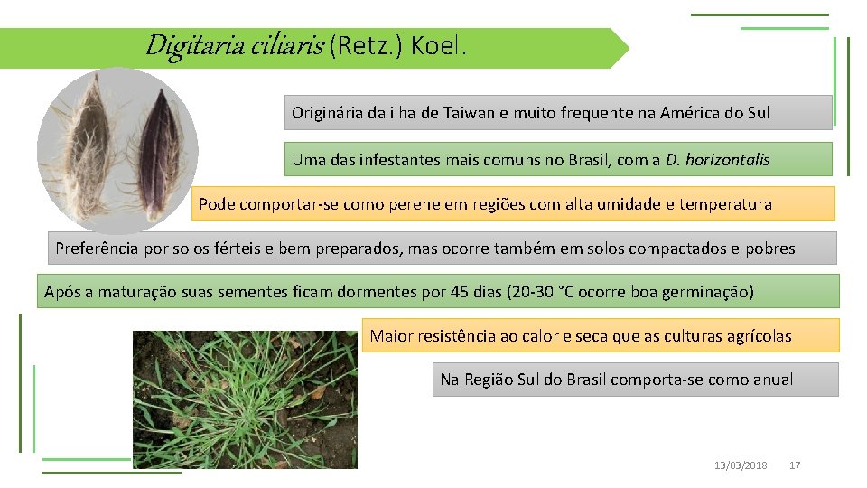 Digitaria ciliaris (Retz. ) Koel. Originária da ilha de Taiwan e muito frequente na