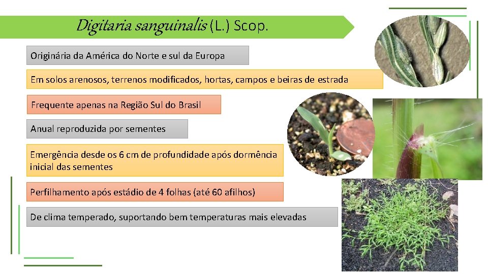 Digitaria sanguinalis (L. ) Scop. Originária da América do Norte e sul da Europa