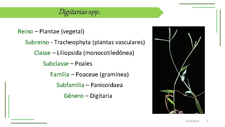 Digitarias spp. Reino – Plantae (vegetal) Subreino - Tracheophyta (plantas vasculares) Classe – Liliopsida