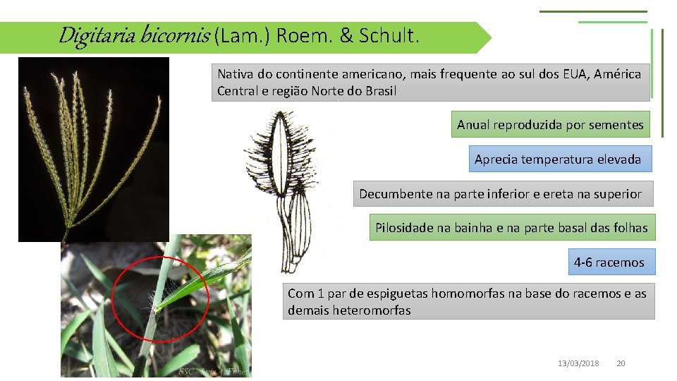 Digitaria bicornis (Lam. ) Roem. & Schult. Nativa do continente americano, mais frequente ao