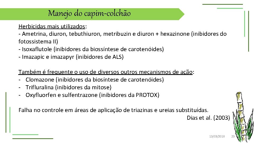 Manejo do capim-colchão Herbicidas mais utilizados: - Ametrina, diuron, tebuthiuron, metribuzin e diuron +