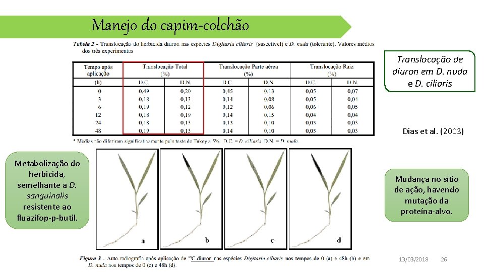 Manejo do capim-colchão Translocação de diuron em D. nuda e D. ciliaris Dias et