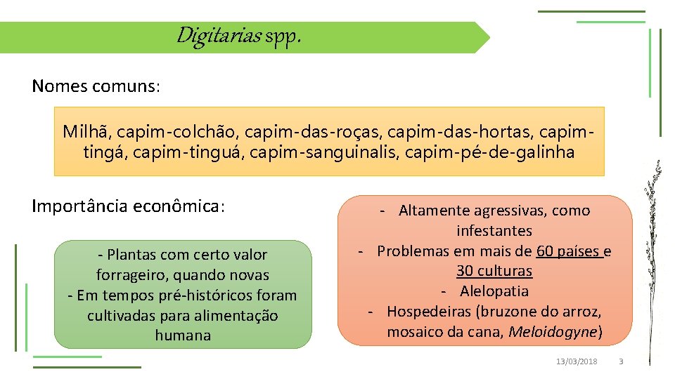 Digitarias spp. Nomes comuns: Milhã, capim-colchão, capim-das-roças, capim-das-hortas, capimtingá, capim-tinguá, capim-sanguinalis, capim-pé-de-galinha Importância econômica: