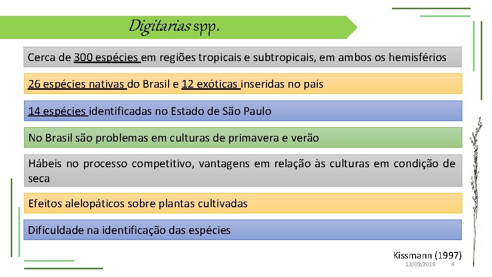 Digitarias spp. Cerca de 300 espécies em regiões tropicais e subtropicais, em ambos os