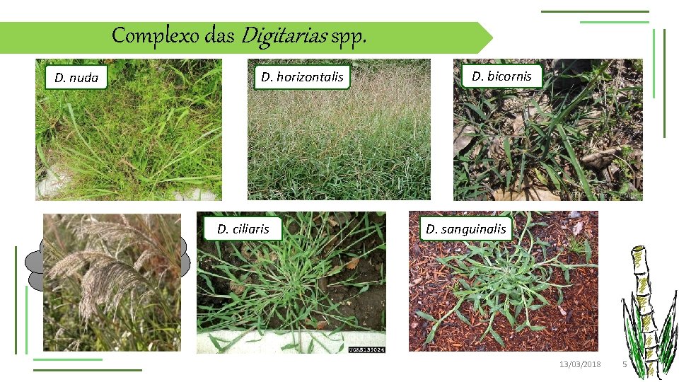 Complexo das Digitarias spp. D. nuda D. horizontalis D. ciliaris D. bicornis D. sanguinalis