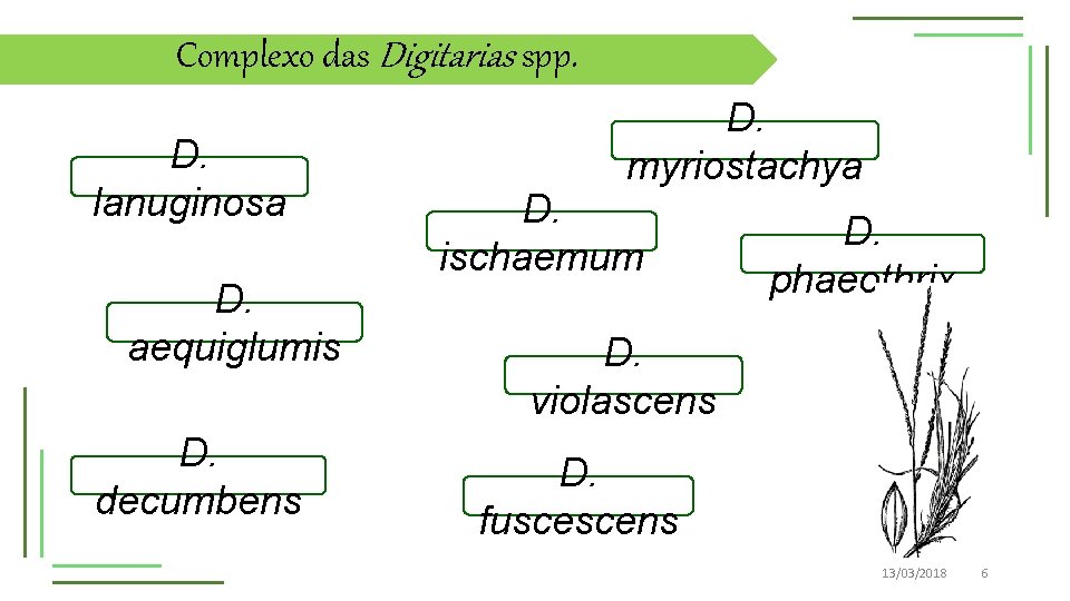 Complexo das Digitarias spp. D. lanuginosa D. aequiglumis D. decumbens D. myriostachya D. ischaemum