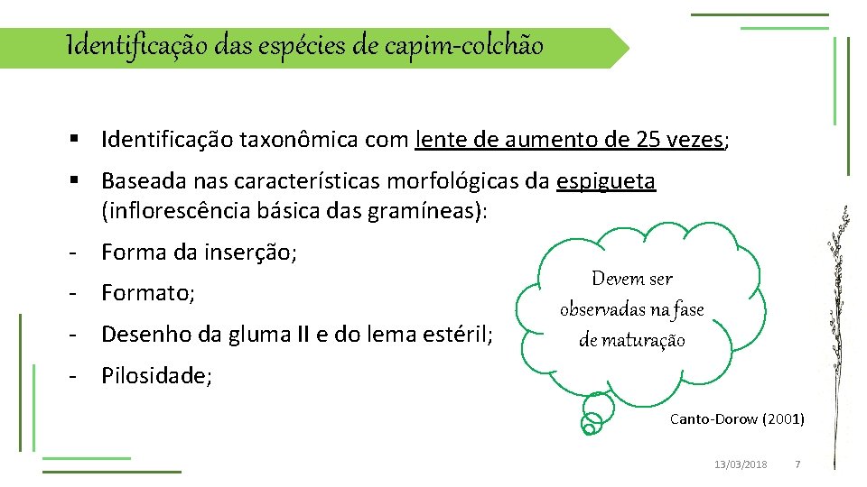 Identificação das espécies de capim-colchão § Identificação taxonômica com lente de aumento de 25