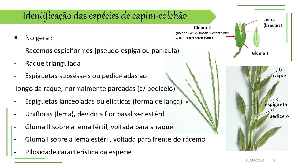 Identificação das espécies de capim-colchão Gluma 2 Lema (bráctea) (bainha membranosa presente nas gramíneas