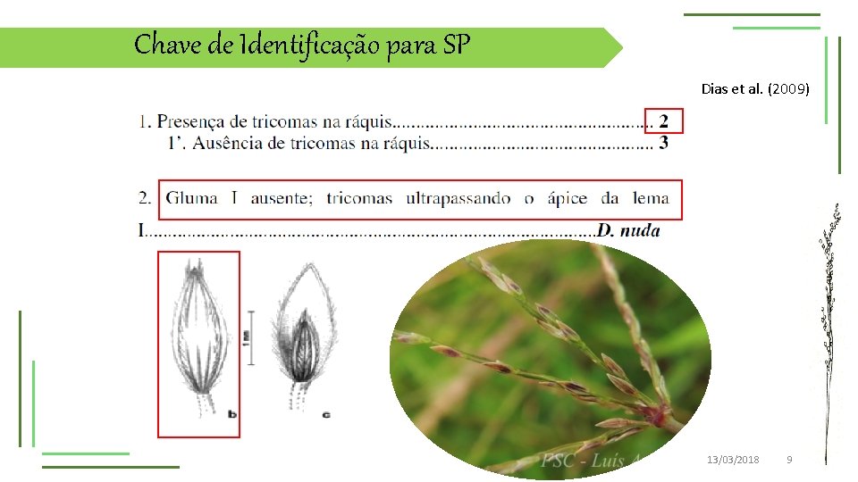 Chave de Identificação para SP Dias et al. (2009) 13/03/2018 9 