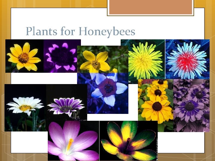 Plants for Honeybees 