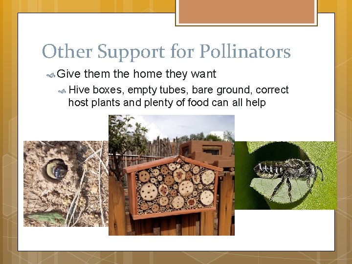 Other Support for Pollinators Give them the home they want Hive boxes, empty tubes,