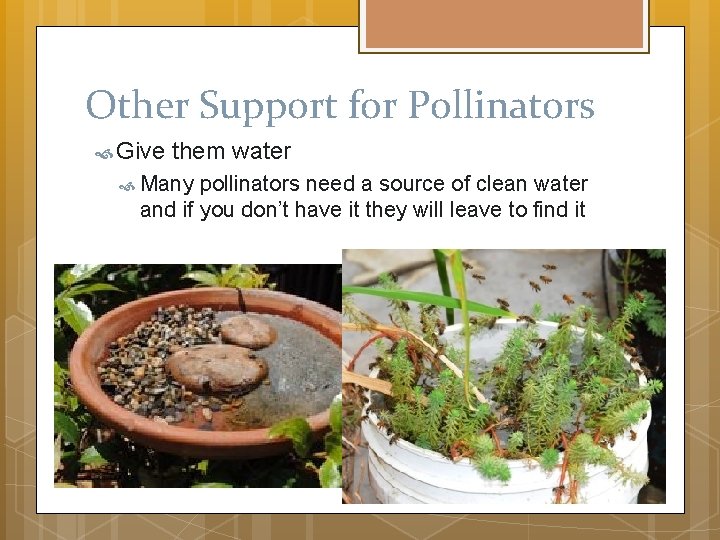 Other Support for Pollinators Give them water Many pollinators need a source of clean