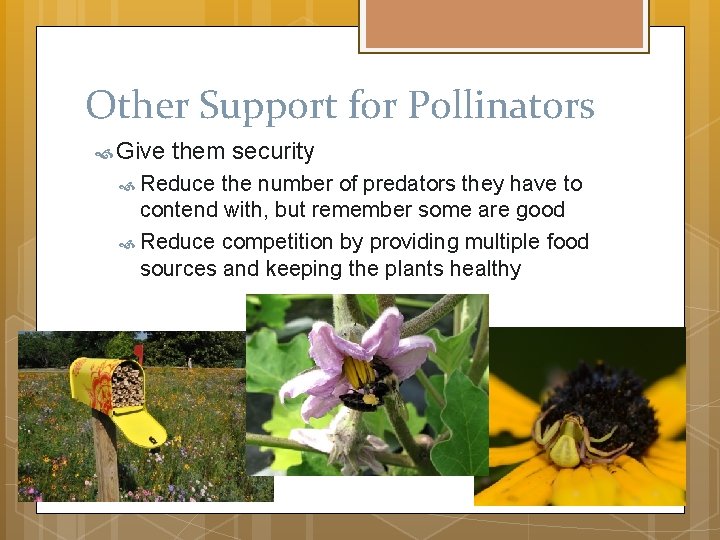 Other Support for Pollinators Give them security Reduce the number of predators they have