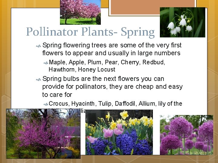 Pollinator Plants- Spring flowering trees are some of the very first flowers to appear