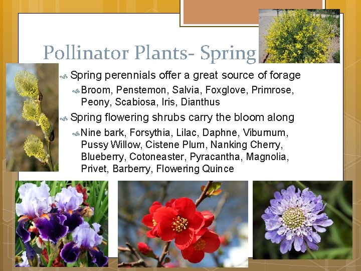 Pollinator Plants- Spring perennials offer a great source of forage Broom, Penstemon, Salvia, Foxglove,