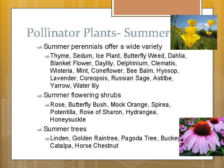 Pollinator Plants- Summer perennials offer a wide variety Thyme, Sedum, Ice Plant, Butterfly Weed,