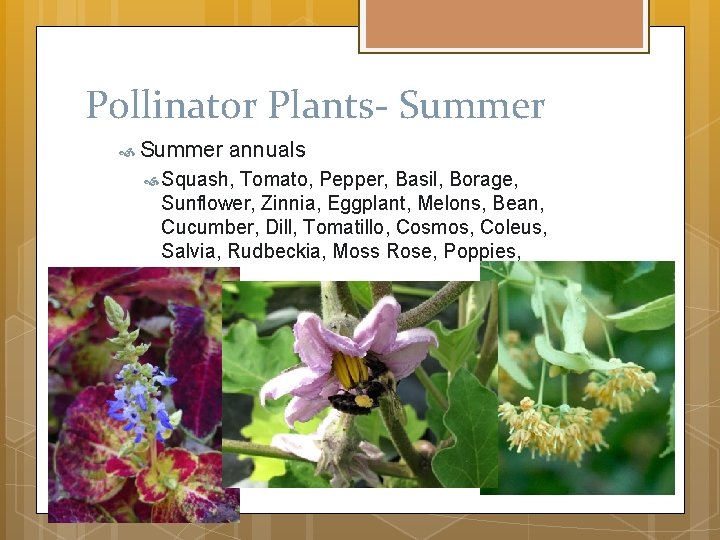 Pollinator Plants- Summer annuals Squash, Tomato, Pepper, Basil, Borage, Sunflower, Zinnia, Eggplant, Melons, Bean,