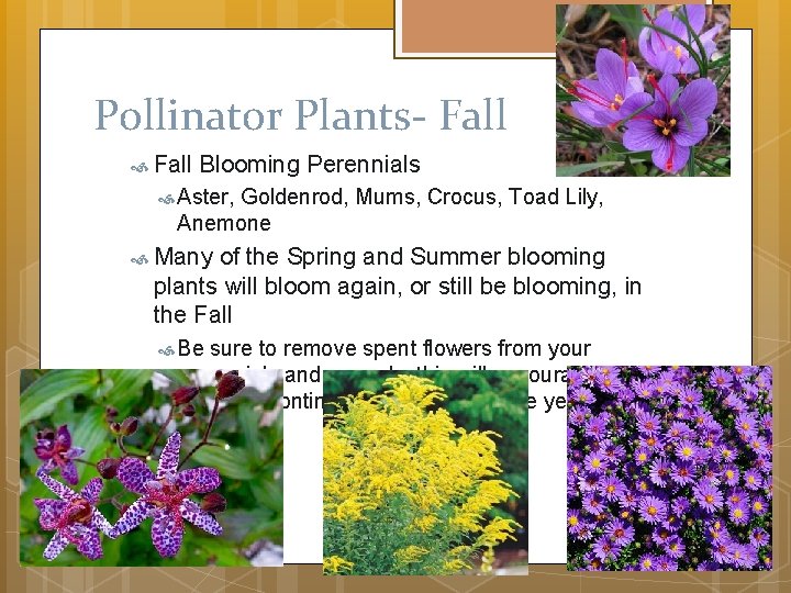 Pollinator Plants- Fall Blooming Perennials Aster, Goldenrod, Mums, Crocus, Toad Lily, Anemone Many of