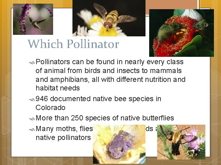 Which Pollinators can be found in nearly every class of animal from birds and