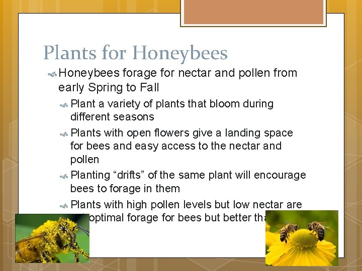 Plants for Honeybees forage for nectar and pollen from early Spring to Fall Plant