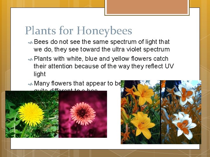 Plants for Honeybees Bees do not see the same spectrum of light that we