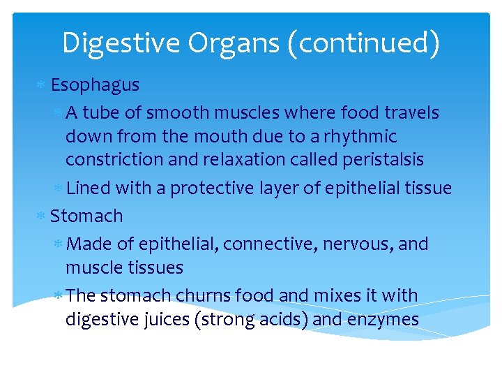 Digestive Organs (continued) Esophagus A tube of smooth muscles where food travels down from