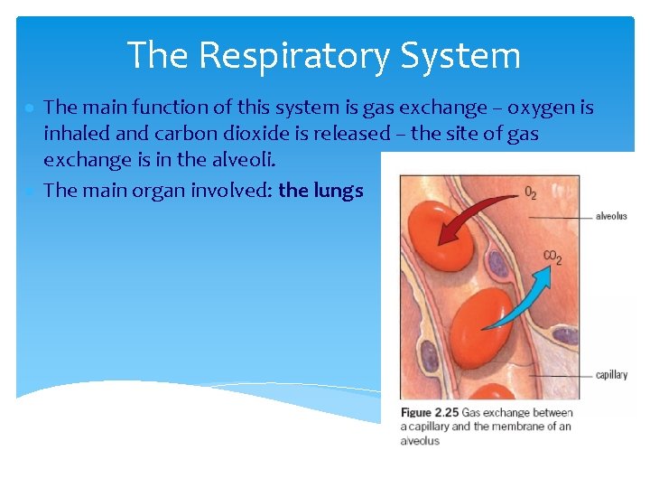 The Respiratory System The main function of this system is gas exchange – oxygen