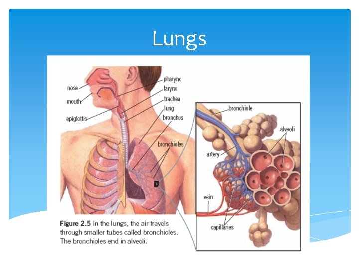 Lungs 
