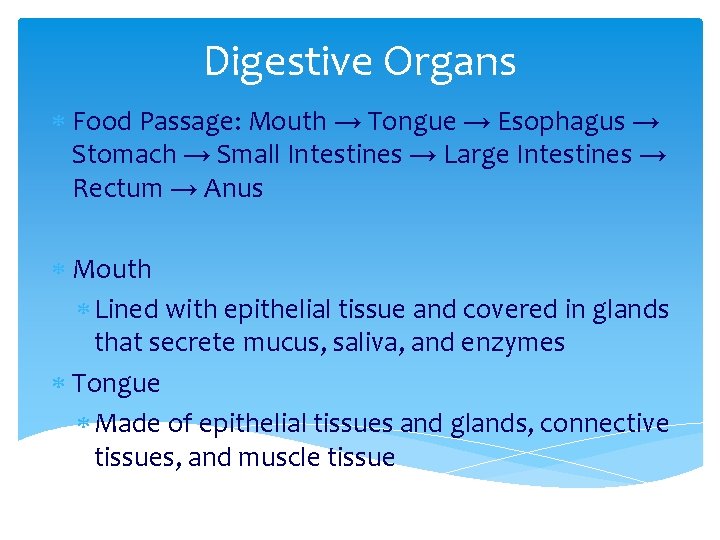 Digestive Organs Food Passage: Mouth → Tongue → Esophagus → Stomach → Small Intestines